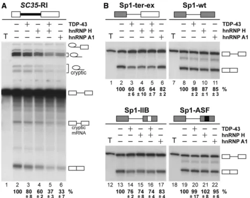 Figure 6. (A) Repression of SC35-RI pre-mRNA splicing by hnRNP proteins. The transcript is schematized on top of the ﬁgure