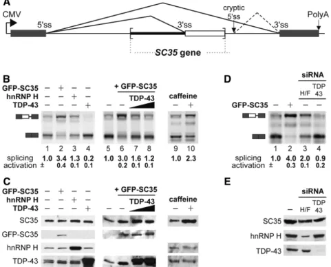 Figure 7. (A) Schematic structure of the pSC35-bGlo minigene. A fragment of the SC35 gene including the 3 0 part of the retained terminal intron (thick black line) and the 5 0 part of the terminal exon (white box) was inserted in the rabbit b-globin intron