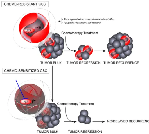 Figure 8: Schematic representation of putative PXR roles in CSC survival and tumor recurrence