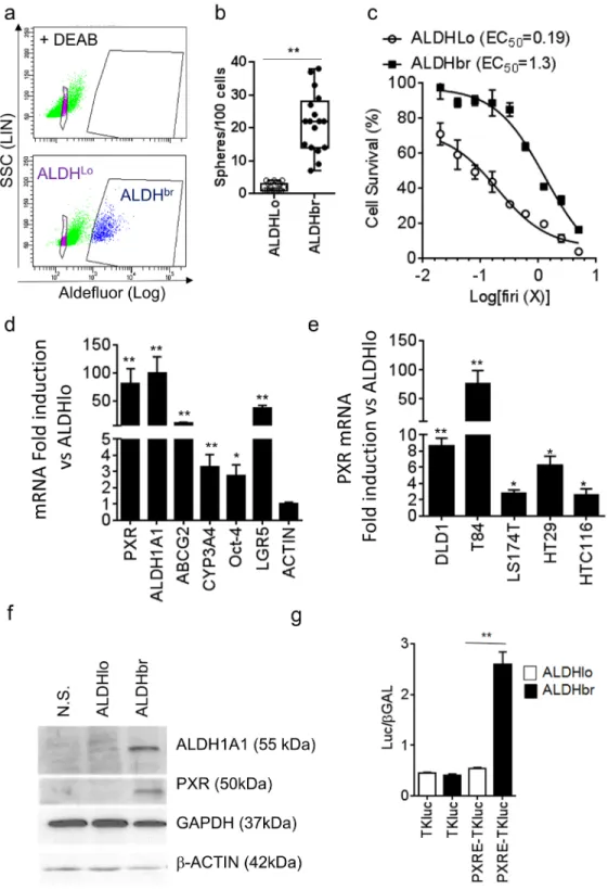 Figure 2: PXR expression is increased in colorectal ALDH br  CSCs.  a. Aldefluor assay and gates used for CRC1 cell-sorting
