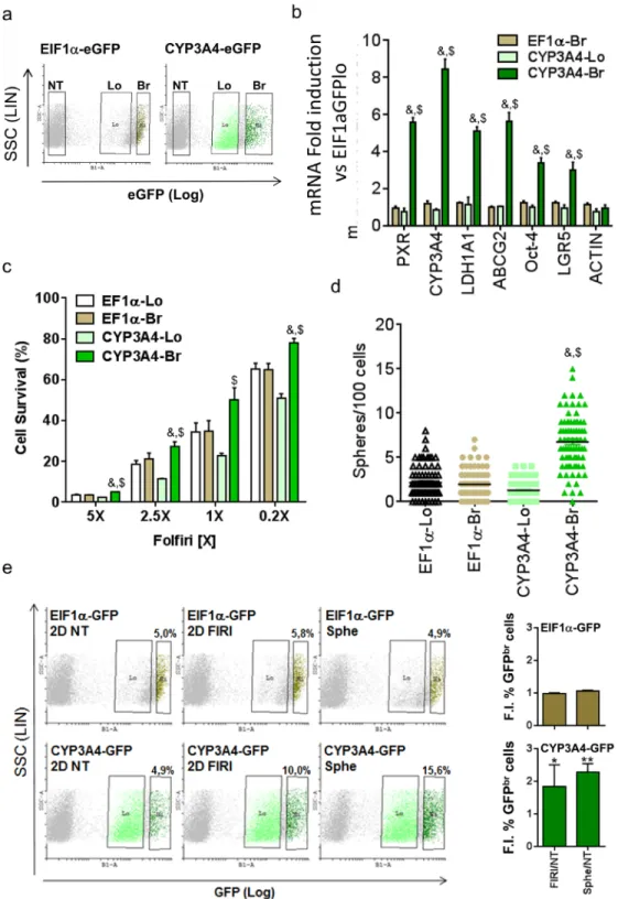 Figure 3: PXR transcriptional activity marks chemoresistant CSCs.  a. Flow cytometry profiles of EIF1α-eGFP and CYP3A4- CYP3A4-eGFP infected T84 cells and regions used for cell-sorting