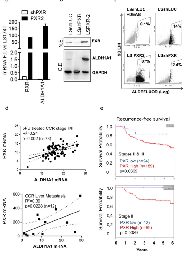 Figure 5: PXR mRNA expression correlates with ALDH1A1 expression and is a poor prognosis factor in colon cancer  patients