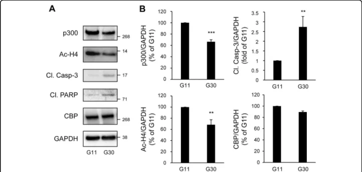 Fig. 3 p300 and histone H4 acetylation levels are decreased under glucotoxicity in beta-cells