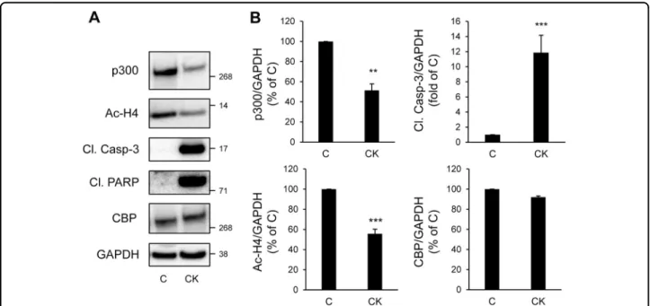Fig. 5 p300 and histone H4 acetylation levels are decreased under chronic exposure to pro-in ﬂ ammatory cytokines in beta-cells