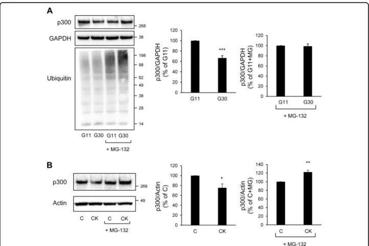 Fig. 7 Glucotoxicity or pro-in ﬂ ammatory cytokines-induced p300 loss is mediated by proteasomal degradation in beta-cells