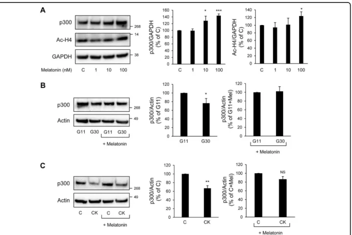 Fig. 8 Activation of melatonin receptor signaling preserves p300 levels in beta-cells exposed to diabetes-related stress