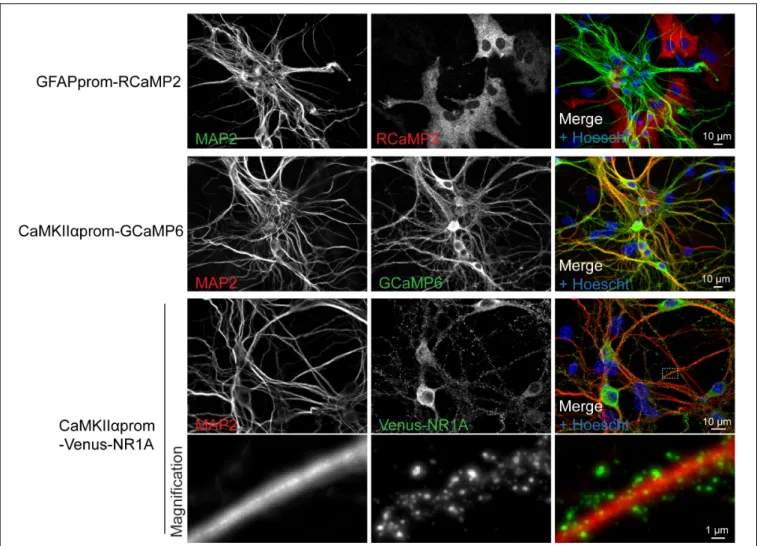 FIGURE 5 | Lentiviral approach allows fine tuning, cell-type specific gene expression