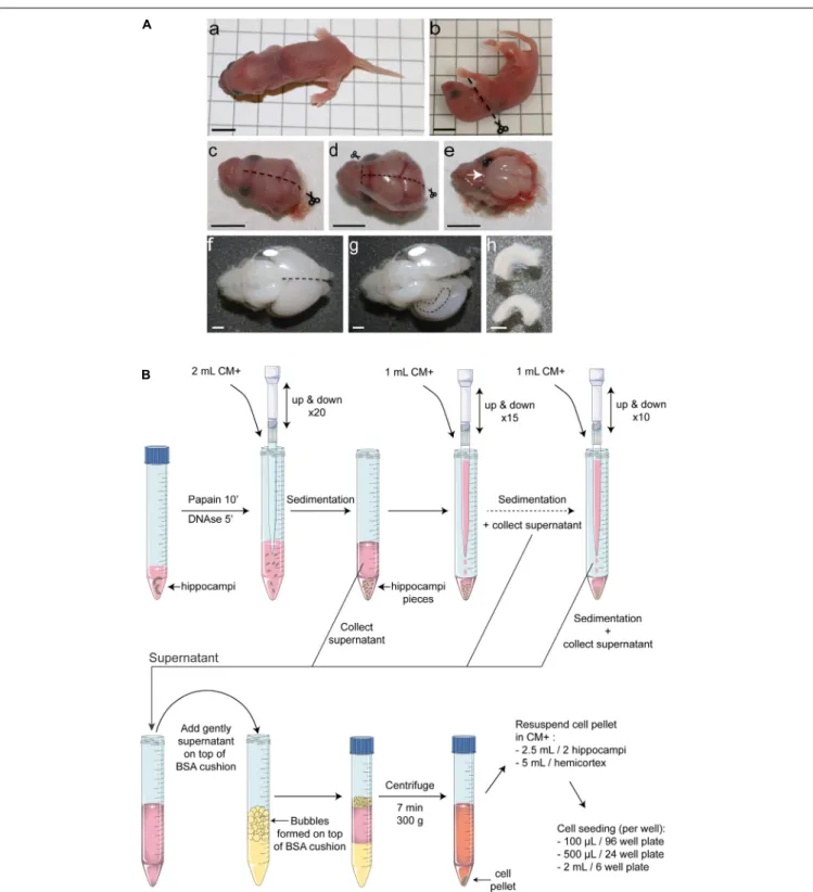 FIGURE 1 | Overview of the protocol for mouse postnatal hippocampal culture. (A) Hippocampus dissection