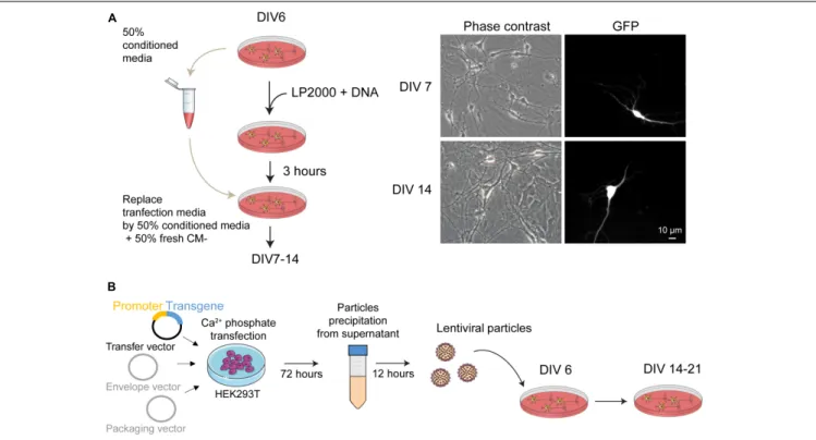 FIGURE 2 | Genetic manipulation of mouse postnatal hippocampal culture. (A) (left panel) Schematic representation of the main steps for transgene expression in postnatal hippocampal culture using Lipofectamine2000 as transfection reagent