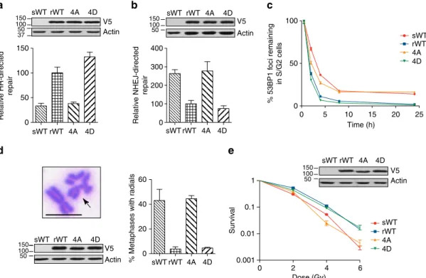 Figure 5 | EXO1 phosphorylation regulates repair pathway choice. (a) HR efﬁciency was measured by quantifying GFP expression (by ﬂow cytometry) in MCF7 cells harbouring a DR-GFP reporter after transfection with an I-SceI plasmid