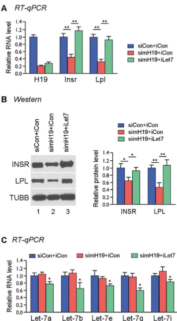 Figure 2. The H19 / let-7 axis regulates expression of insulin receptor and lipoprotein lipase