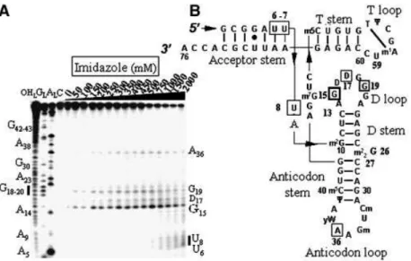 Figure 3. Yeast tRNA Phe hydrolysis by compound 1. (A) Electrophoregram of the cleavage pattern