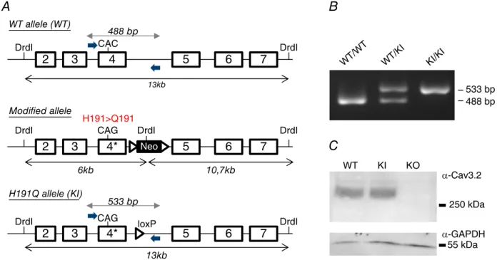 Figure 1. Generation of a knock-in (KI) mouse line carrying the mutation H191Q on the T-type Cav3.2 channel