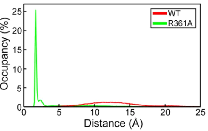 Figure 3. Distribution of the minimal distance between loops 1 and 2 in NP and the R361A mutant