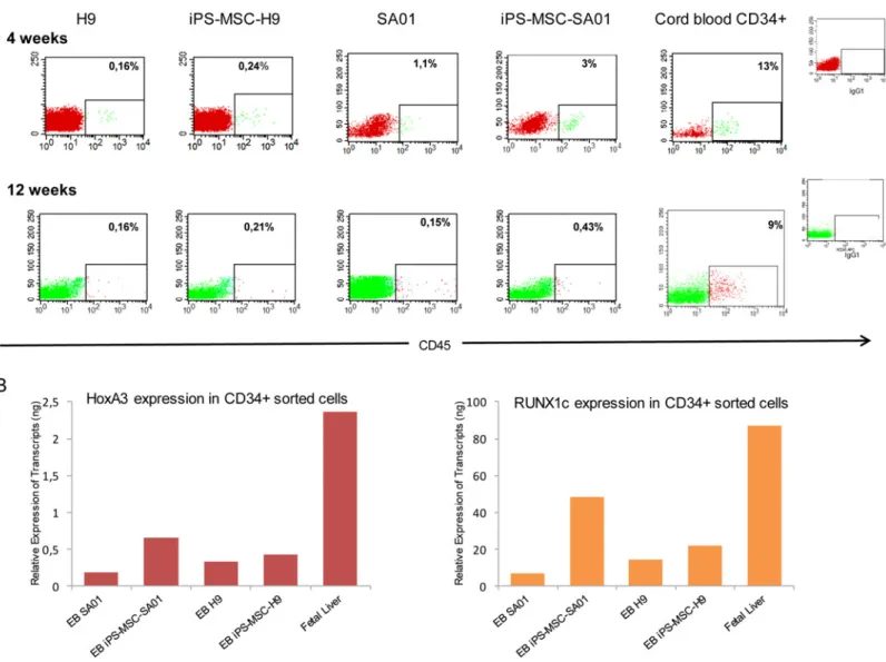 Fig 4. Human engraftment of NOG mice transplanted with ES or iPS cell lines. EB cells were injected directly into the femur of non-lethally irradiated NOG mice