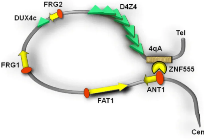 Figure 9. Transcriptional control model of BSR from the 4qA allele through ZNF555 in the 4q35 locus.