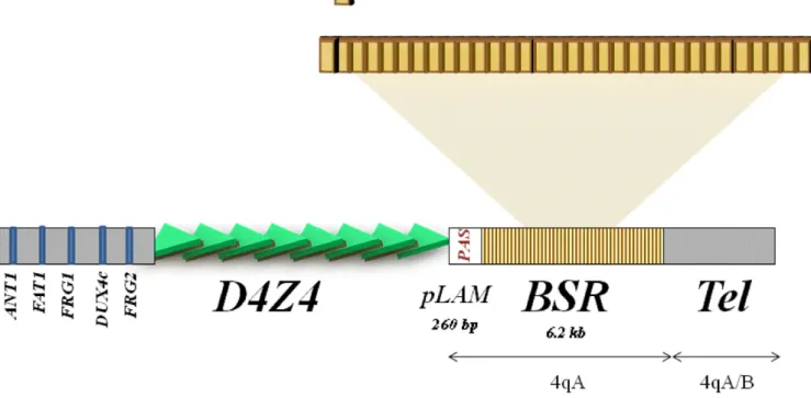 Figure 1. Schematic presentation of the 4qA allele and gene candidates in the 4q35 locus.