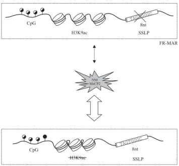 Figure 4 Three factors contribute, either independently or together, to the FR-MAR binding to the NM: DNA methylation, chromatin structure and the SSLP