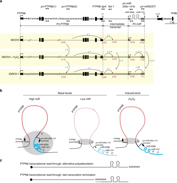 Figure 9 | Model: miR-200c and miR-141 are co-transcribed with PTPN6 by two complementary mechanisms, intergenic DNA-looping and transcriptional read-through