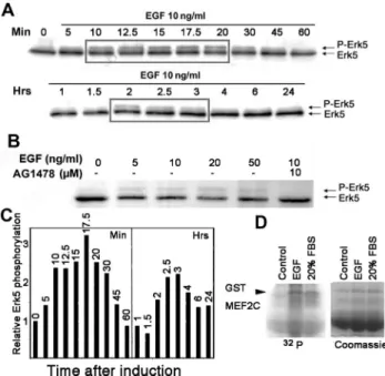 Figure 5. EGF leads to a biphasic induction of Erk5-activating phosphorylation via the EGFR