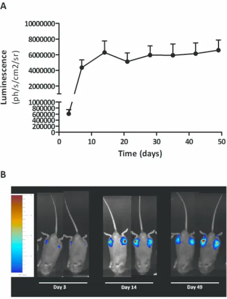 Fig 6. Luminescence of rAAV5-CMV-Fluc detected during longitudinal follow up after intra-articular administration