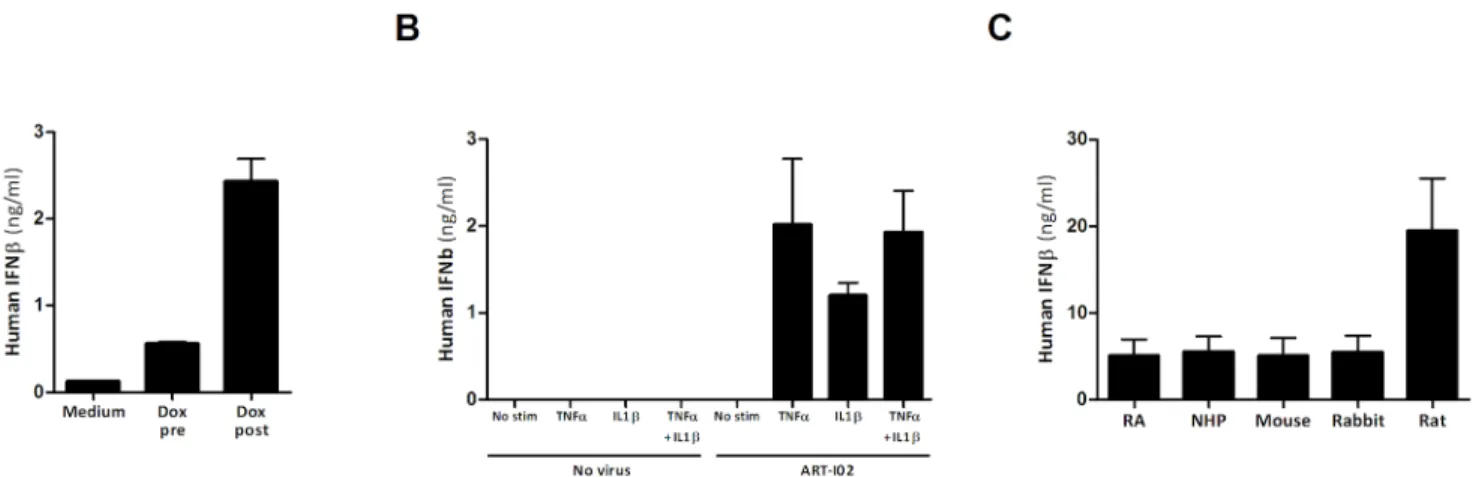 Fig 1. Human IFN- β expression levels in RA, rodent, rabbit and NHP FLS. Comparison of hIFN- β expression levels showed that DOX addition 4 hours post-transduction ( ‘ Dox post ’ ) improved expression in RA FLS more than 4-fold compared to DOX treatment 24