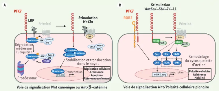 Figure 1. Les différents modes d’action de PTK7 dans la signalisation Wnt. A. Voie de signalisation Wnt canonique : en l’absence de ligands Wnt,  la  β-caténine est séquestrée à la membrane avec PTK7 et s’associe au complexe Adenomatous polyposis coli (APC