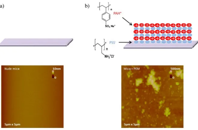 Fig. 1. Schemes and associated AFM topography images of the surfaces of nude mica (a) and mica recovered by PEM (b).