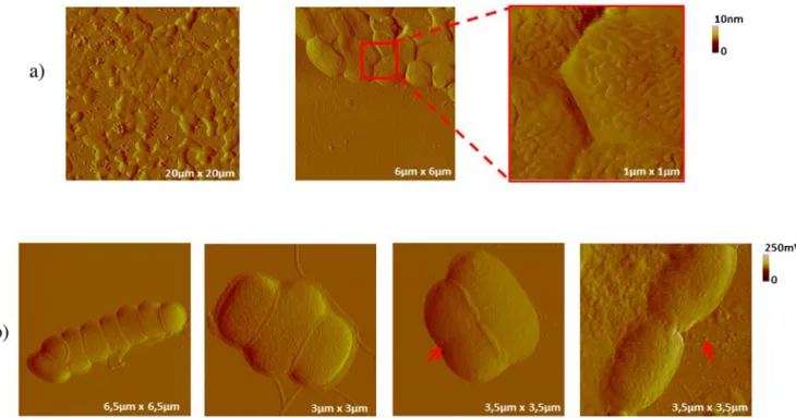 Fig. 3. Different organizations of bacterial sub-populations, observed with AFM in tapping mode