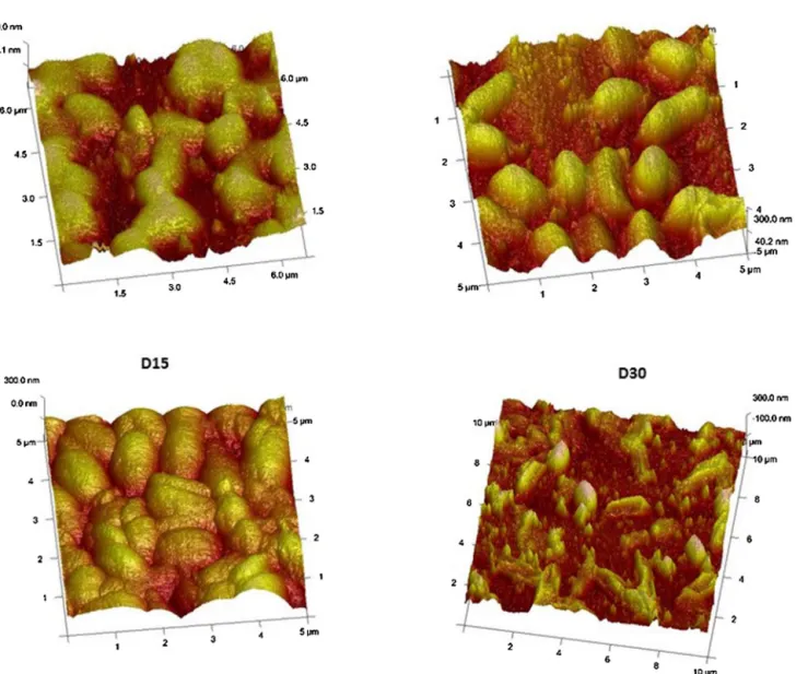 Fig. 4. AFM topographic images in tapping mode showing the evolution of E. coli population on a PEM-mica substrate over a month (D0: ﬁrst day D7: after a week, D15: after two weeks and D30: after a month).