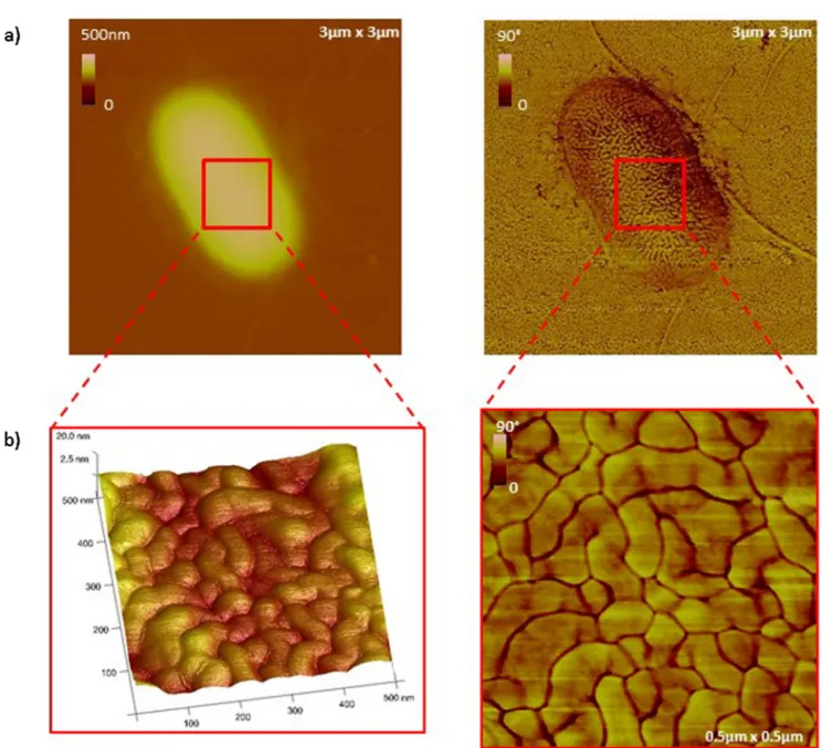 Fig. 6. (a) AFM height image, in tapping mode, of an isolated bacterium on nude mica, on D0 and its corresponding phase