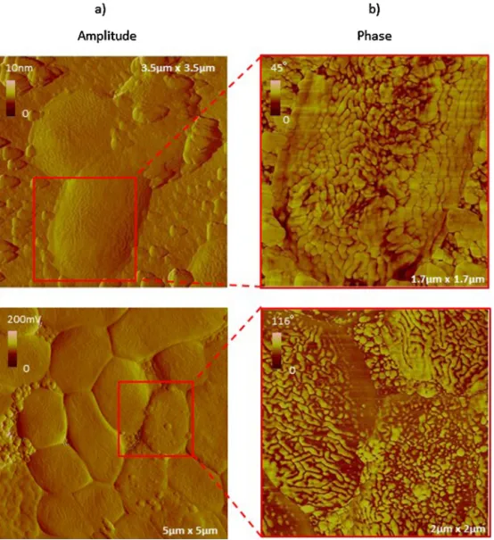 Fig. 7. Partial re-organization of molecules on the outer membrane of E. coli for two different bacteria population, observed on PEM, after a week (D7)