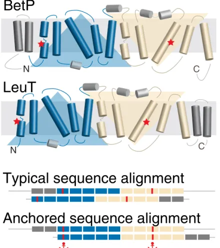 Fig 1. Schematic of the anchors concept as applied to membrane protein sequences. The example is for two proteins with the so-called LeuT fold, which comprises two repeats of five membrane-spanning segments each (blue and wheat)