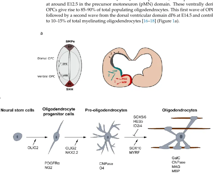 Figure 1. Developmental sources of oligodendrocyte progenitor cells (OPCs) and oligodendroglial cell lineage