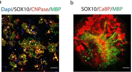 Figure 2. In vitro and ex-vivo models used in screening and validation assays of compounds af- af-fecting myelination
