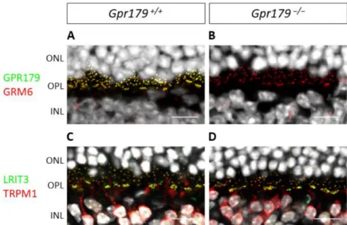 Figure 7. Localization of GRM6, TRPM1, and LRIT3 at the dendritic tips of ON-bipolar cells is independent of Gpr179 expression