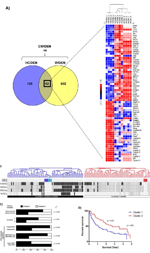 Figure 5. Cholesterol-enriched diet consumption promotes liver tumors. (A) Venn diagram differentially depicting expressed common genes between HC/DEN and W/DEN groups (n = 4)