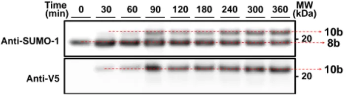 Figure 4. Hydrazone ligation between SUMO-1 p53 protein hydra- hydra-zide 8b  and -oxo  aldehyde  peptide 9b  yields  protein hydrazone  10b