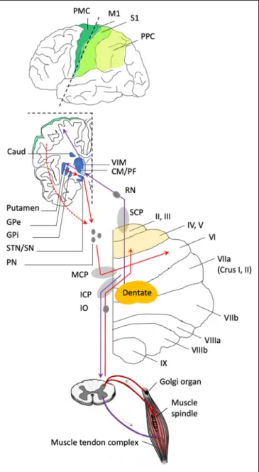 FIGURE 2 | Anatomical connections of the cerebellum relevant to the forward model. The anterior lobe of the cerebellum is represented in light yellow and includes the lobules labeled from I to V