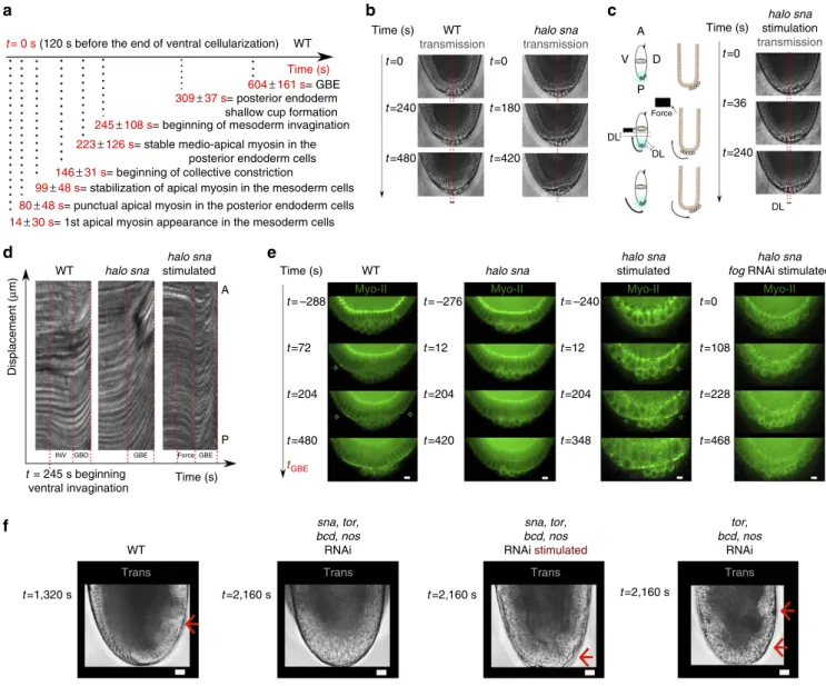 Figure 6 | Fog-dependent induction of endoderm apical Myo-II by mesoderm invagination