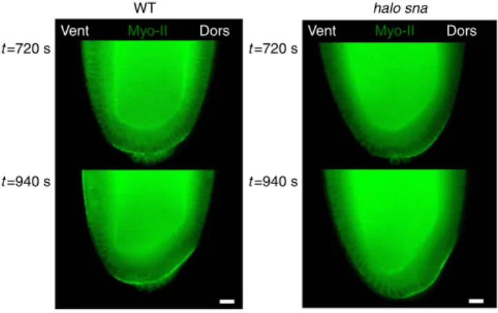 Figure 7 | Distribution of Myo-II-GFP in halo sna at germ-band extension initiation. Representative of the N ¼ 6 WT embryos and the N ¼ 6 halo sna embryos (P ¼ 2  10  3 , exact Fisher test)