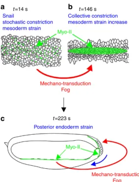 Figure 8 | Meso-endoderm mechanotransductive cascade of Myo-II apical stabilization. (a) Sna-dependent stochastic ﬂuctuation of mesoderm apex size (b) activates the medio-apical accumulation of Myo-II in a Fog-dependent mechanotransductive process leading 
