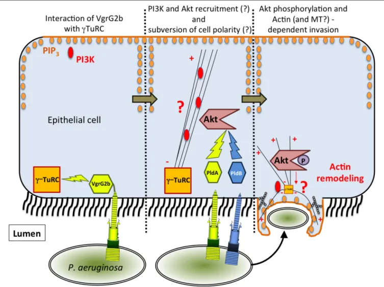 FIGURE 1 | Model of T6SS-dependent internalization of P. aeruginosa into epithelial cells