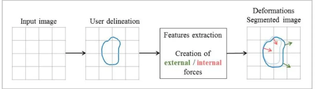 Fig. 4 Conventional pipeline of edge-based approach: a rough delineation drew by the user is used to  compute forces from neighbourhood voxel of the first contour