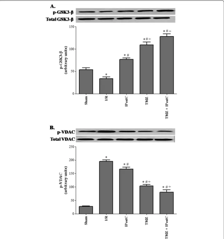 Figure 7 Western blot of total and phosphorylated-GSK3-β (A), and total and phosphorylated-VDAC (B) protein levels