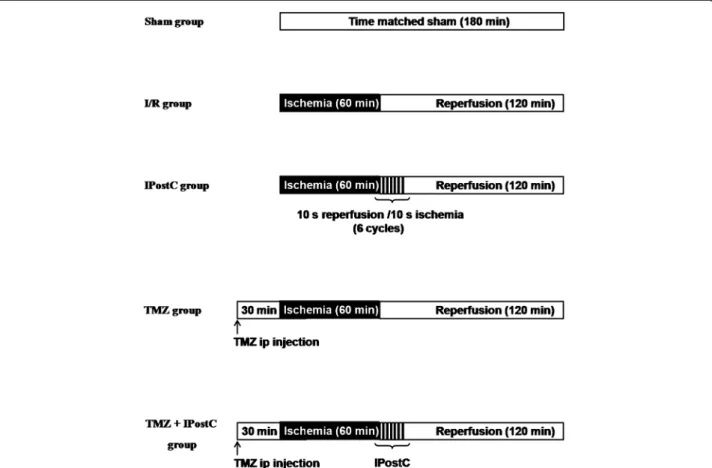 Figure 1 Experimental protocol. A schematic drawing of the experimental protocol used to determine the effect of ischemic postconditioning (IPostC, 6 cycles of 10-s of reperfusion and 10-s re-occlusion, application after ischemia), and the effect of trimet