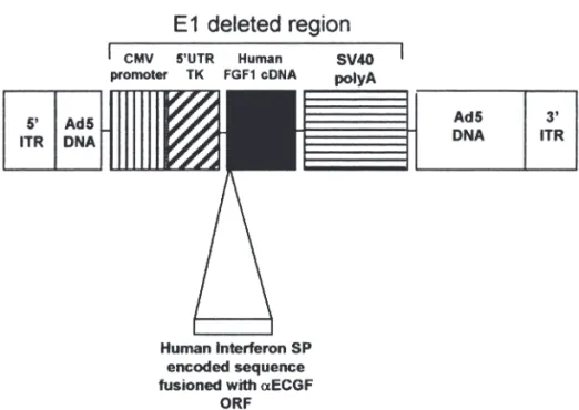 FIG.  1. Diagram  representing  the  ex- ex-pression cassette inserted into the E1 region of  the  human  Ad5  serotype