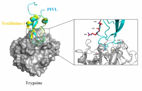 Figure  3 :  La  modélisation  moléculaire  et  l'analyse  structurale  du  PIVL :  (A)  La  superposition  du  PIVL  modèle  (Bleu)  sur  la  structure  cristalline  de  la  textiline-1  (Jaune)  formant un complexe avec la trypsine (code PDB: 3D65)