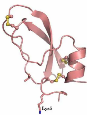 Figure  5:  Structure  3D  de  l’ α -Dendrotoxin  (code  PDB:  1DTX).  L’ α -Dendrotoxin  issu  du  venin Dendroaspis angusticeps interagit avec les canaux Kv1.1 par la Lys5  40, 41 