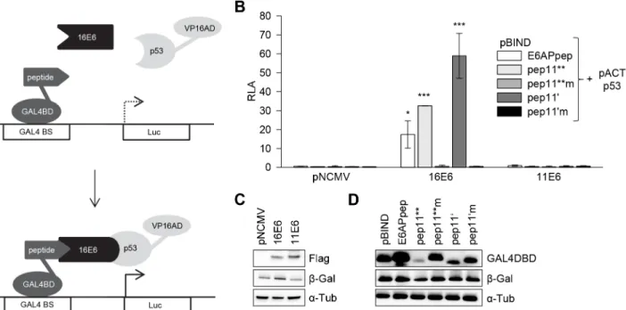 Fig 4. HPV16 E6 mediating intracellular formation of a trimeric complex with E6-binding peptides and p53